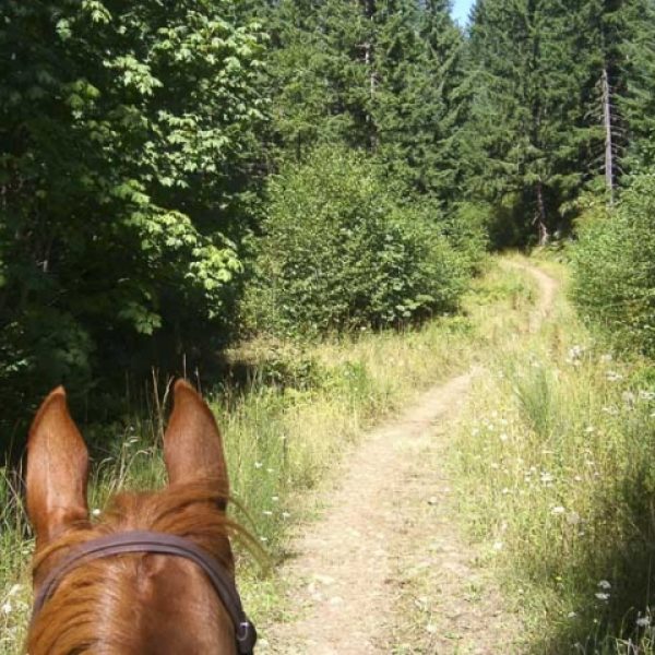 nw-horse-trails-stub-stewart-state-park-1-640×480